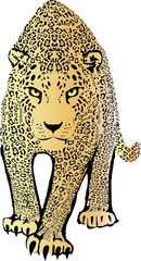 Jaguar de Sudamérica © Paul