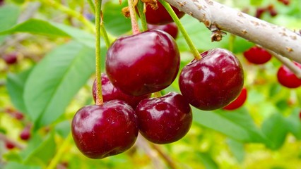 Delicious ripe cherries.Cherry Bush.