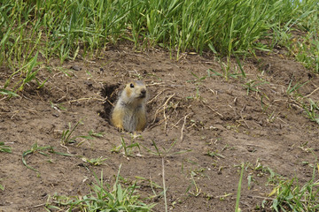 The gopher on Guard, animals in the wild nature. The gophers climbed out of the hole on the lawn ,...