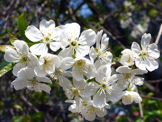 blooming white petals of cherry beauty and splendor