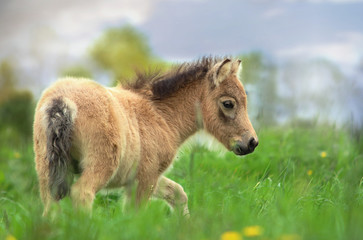 Fototapeta premium Shetlandfohlen