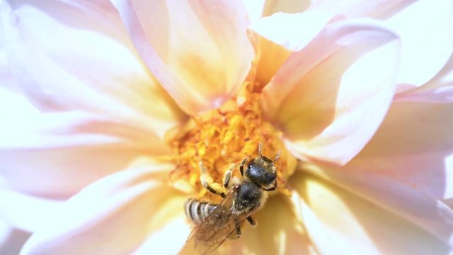 Une abeille butine une fleur (Dahlia), elle est chassé par une autre abeille qui prend sa place - Macro