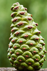 Details of pine cones in the summer in Poland.