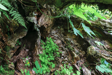 Background surface of old tree trunk surrounded by ferns and climbers plants foliage