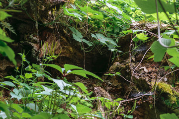 Background surface of old tree trunk surrounded by ferns and climbers plants foliage