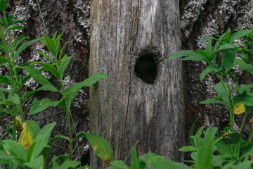 Black hole entry for bird in tree trunk
