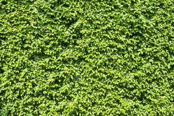 Leaves green background