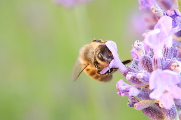 Bee collecting pollen from a lavender