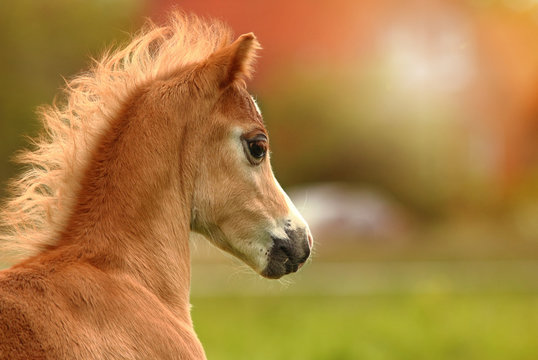 Welsh Pony Fohlen