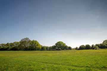 landscape of green fields