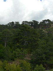 Trees growing in a deep hollow of a hill and on its slopes with dense clouds floating above their tops.