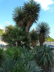 Low palm trees with thick narrow long leaves growing in the city line against the blue sky.