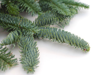 Fir Branches on white Background, Christmas Season Backdrop Isolated