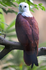 Bali_Bird Park_Bird_33