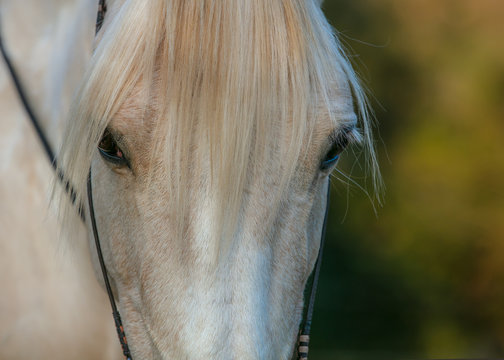 Cavalo, horse