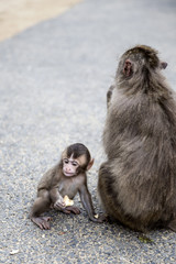 Mother and baby Japanese monkeys