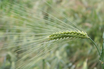 Green wheat plants growing in the field