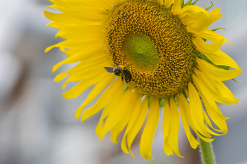 A bumblebee and a sunflower.