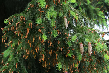 Hängende Zapfen der Fichte, Picea abis