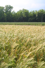 Golden wheat plants growing in the field
