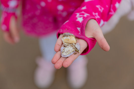 Close up of a girl`s hand holding a shells found washed up on the beach at Strandhill in county Sligo Ireland.   