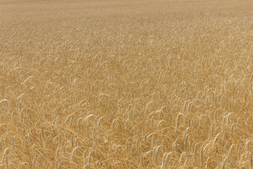 Boundless wheat field. Background of wheat.