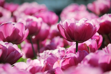 Pink tulip field