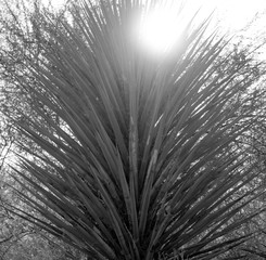 Obraz premium sun flare in trees