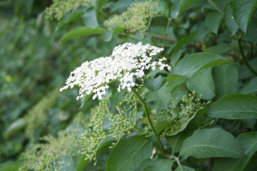 Elderberry white flowers and blossoms on tree