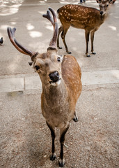 Friendly Deer of Nara - Japan