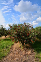 Fototapeta na wymiar sad wiśniowy