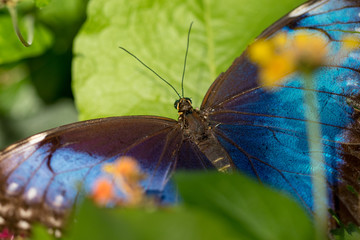 close up of butterflies