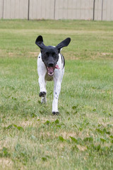German Shorthair Pointer Running in the Grass