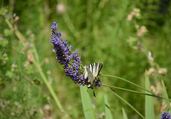 Segelfalter - Iphiclides podalirius 