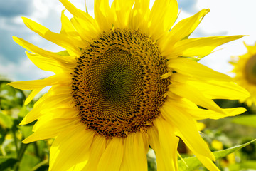 Close-up of sunflower. Sunflower blooming. Sunflower natural background.