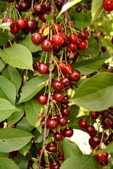 wiśnie © robert6666