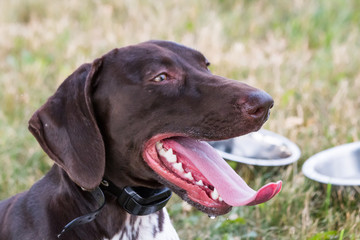 German Shorthair Pointer Drinking Water