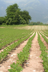Fototapeta na wymiar Soybean plant in a row growing in the field