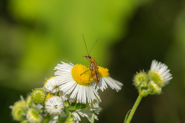 Scheinbockk&auml;fer auf einer Bl&uuml;te