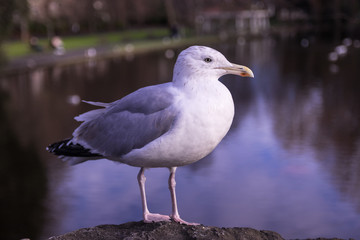 Ireland Seagull