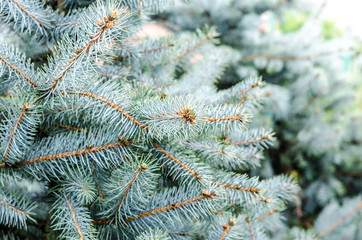 Christmas tree seedlings greenhouse sale store coniferous trees decorative
