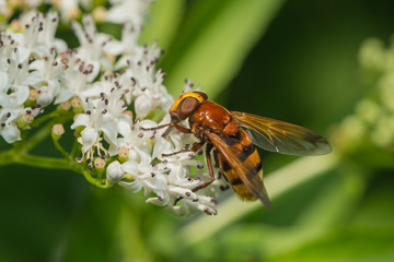 Hornissenschwebfliege saugt Nektar an einer Blüte
