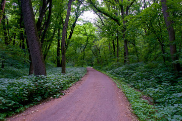 Forest Path