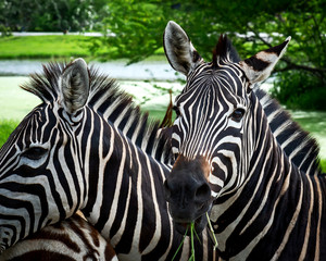 Fototapeta premium Portrait of zebra.