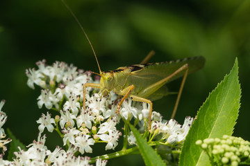 Gemeine Sichelschrecke sitzt auf einer Blüte