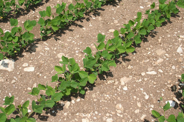 Soybean plant in a row growing in the field