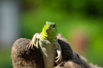 Green lizard in the grass