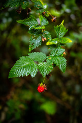 A red berry hangs from a prickly bush.