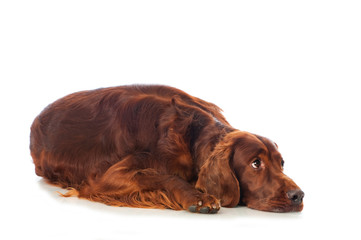 Liegender Irish Red Setter isoliert auf wei&szlig;em Grund