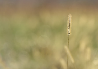 Single Grass Seed Pod in Fall